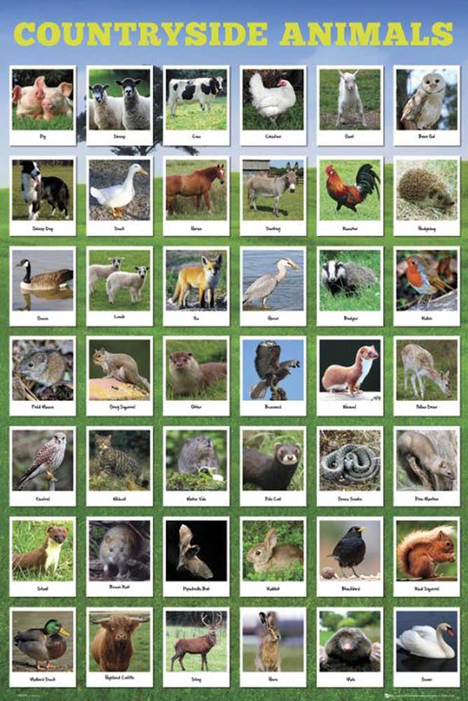 Educational - Bildung - Poster - Country Animals