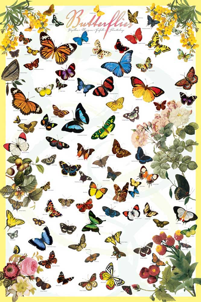 Educational - Bildung - Poster - Butterflies Schmetterlinge 
