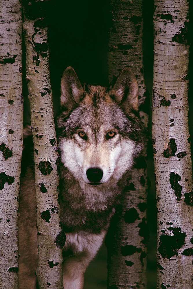 Wölfe - Poster - Gray Wolf