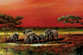 Africa Elephants