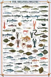 Educational - Bildung Fish, Shellfish & Mollusks