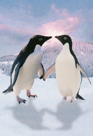 Pinguine Foto-Tapete 232x158
