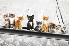 Poster - Katzen auf Stahlträger